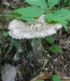 Amanita onusta image
