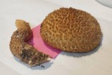 Leucopholiota decorosa image