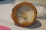 Leucopholiota decorosa image