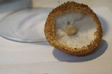 Leucopholiota decorosa image
