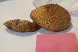 Leucopholiota decorosa image