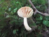 Lactarius marylandicus image