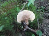 Lactarius marylandicus image