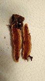 Ganoderma curtisii image