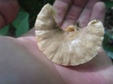 Lactarius marylandicus image