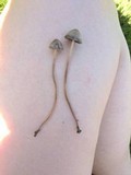 Panaeolus cinctulus image