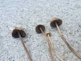 Panaeolus cinctulus image