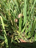 Panaeolus cinctulus image