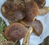 Leccinellum crocipodium image