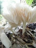 Megacollybia rodmani image