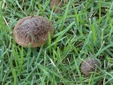 Leccinellum crocipodium image