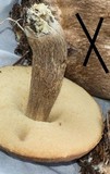 Leccinellum crocipodium image