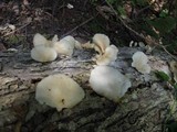 Pleurotus pulmonarius image