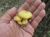 Cortinarius delibutus image