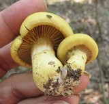 Cortinarius delibutus image