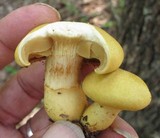 Cortinarius delibutus image