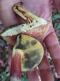 Baorangia bicolor image