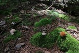 Lycoperdon echinatum image