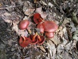 Cortinarius harrisonii image