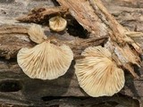 Crepidotus nephrodes image