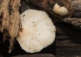 Crepidotus nephrodes image