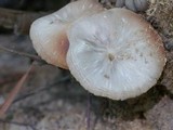 Crepidotus nephrodes image