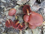 Cortinarius harrisonii image