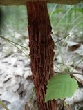Boletellus russellii image