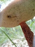 Boletellus russellii image
