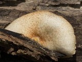 Crepidotus nephrodes image