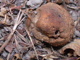 Scleroderma cepa image