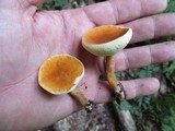 Gyroporus castaneus image