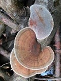 Daedaleopsis confragosa image