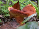 Lactarius volemus image