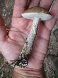 Leccinum snellii image