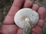 Leccinum snellii image
