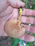 Phylloporus rhodoxanthus image