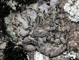 Dermatocarpon miniatum var. complicatum image