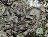 Dermatocarpon miniatum var. complicatum image