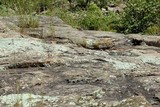 Dermatocarpon miniatum var. complicatum image