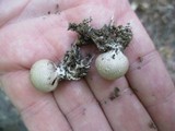 Scleroderma areolatum image