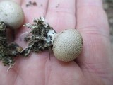 Scleroderma areolatum image