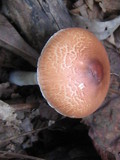 Leucoagaricus rubrotinctus image