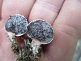 Scleroderma areolatum image