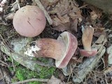 Tylopilus rubrobrunneus image