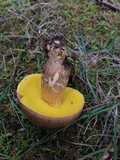 Aureoboletus innixus image