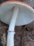 Leucoagaricus rubrotinctus image