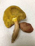 Aureoboletus innixus image