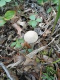 Leccinum holopus image