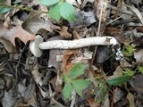 Leccinum holopus image